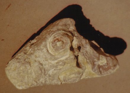 Quivira artifact