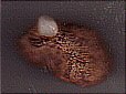 toothstone