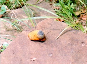 sulfursnail
