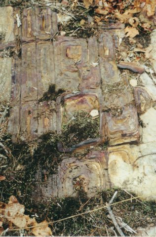 cellwall