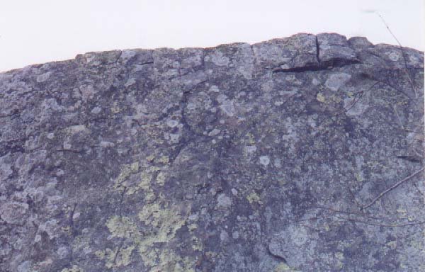 wall-whorseshoe