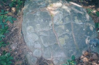 turtlerock