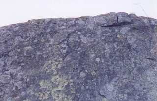 wall-whorseshoe