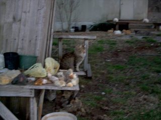 Photo 38