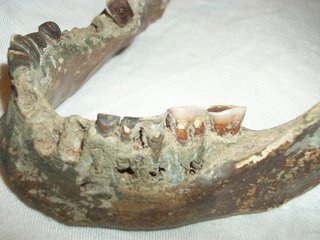 Partially fossilised mandible Red River,Fannin County, Texas