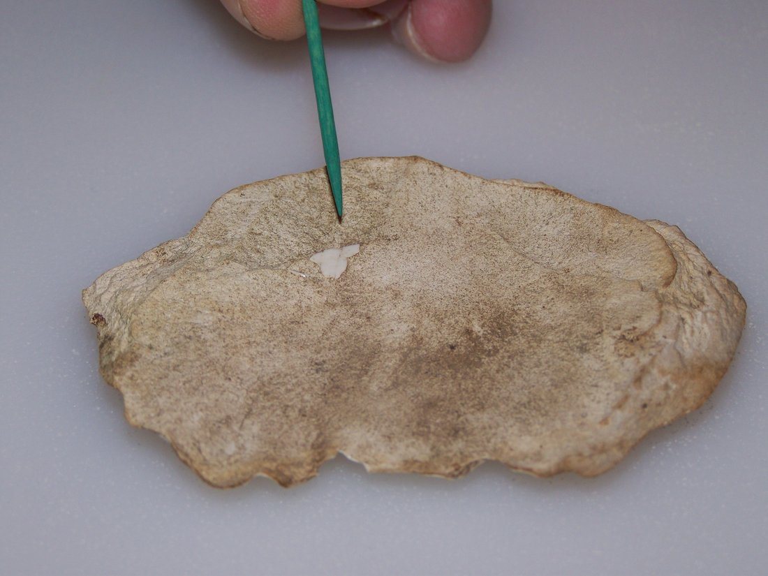 Porcelain Glazed Fossil - Back