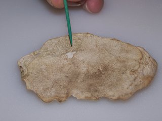 Porcelain Glazed Fossil - Back